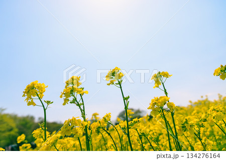 菜の花と春の日差し 菜の花と春の日差し 134276164