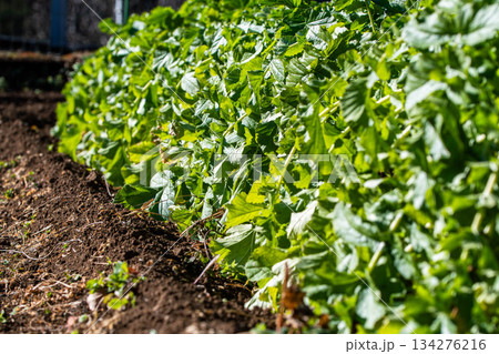 旺盛なダイコンの葉 旺盛なダイコンの葉 134276216