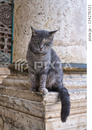 カイロのムハンマド アリー モスクの柱に座る猫 カイロのムハンマド アリー モスクの柱に座る猫 134276321