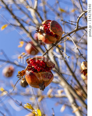 割れたザクロの果実 割れたザクロの果実 134276340