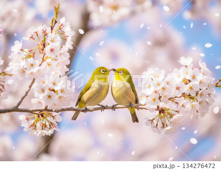 満開の櫻　陽気に誘われメジロもチュッ 134276472