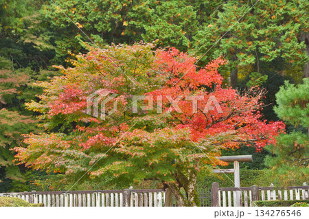 大原の紅葉 134276546