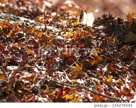 一面に広がる紅葉の落葉 134276585