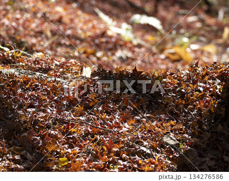 一面に広がる紅葉の落葉 134276586