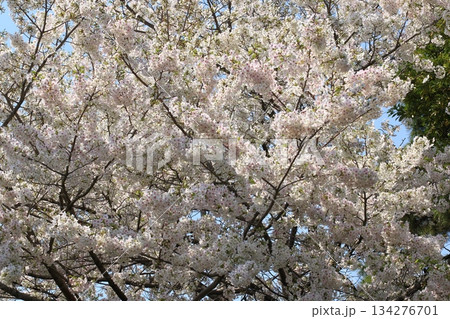 春の訪れを告げる満開の桜 日本の春 春の訪れを告げる満開の桜 日本の春 134276701