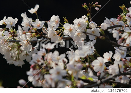 春の訪れを告げる満開の桜 日本の春 春の訪れを告げる満開の桜 日本の春 134276702