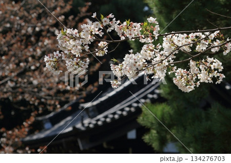 春の訪れを告げる満開の桜 日本の春 春の訪れを告げる満開の桜 日本の春 134276703