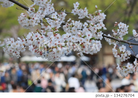 春の訪れを告げる満開の桜　日本の春 134276704