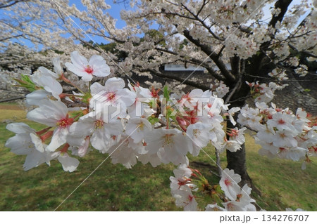 春の訪れを告げる満開の桜　日本の春 134276707