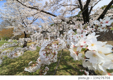春の訪れを告げる満開の桜　日本の春 134276708