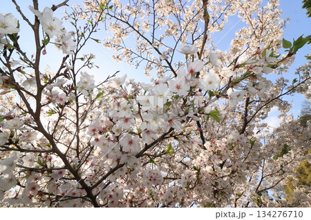 春の訪れを告げる満開の桜 日本の春 春の訪れを告げる満開の桜 日本の春 134276710