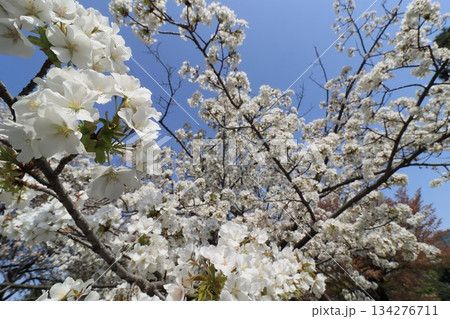 春の訪れを告げる満開の桜　日本の春 134276711