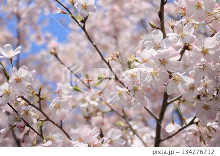 春の訪れを告げる満開の桜 日本の春 春の訪れを告げる満開の桜 日本の春 134276712