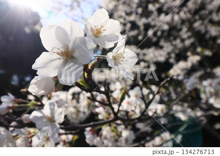 春の訪れを告げる満開の桜　日本の春 134276713