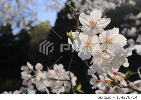 春の訪れを告げる満開の桜　日本の春 134276714