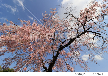 春の訪れを告げる満開の桜　日本の春 134276716
