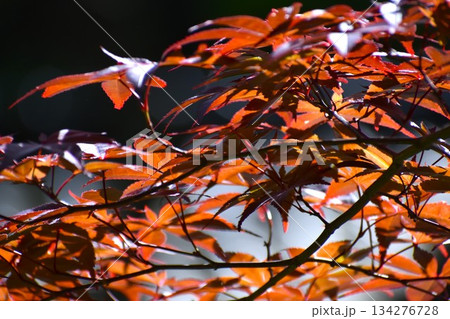 みずみずしいモミジの若芽 134276728