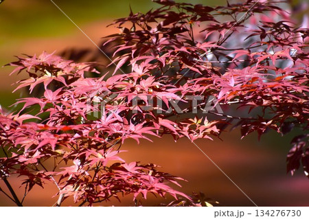 みずみずしいモミジの若芽 みずみずしいモミジの若芽 134276730