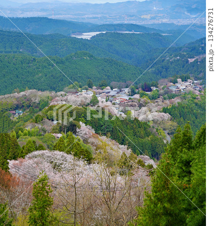 奈良・吉野の千本桜 134276731