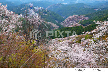 奈良・吉野の千本桜 134276735