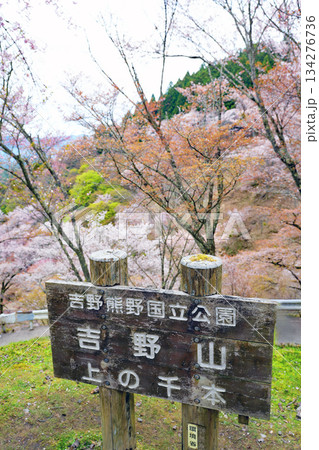 奈良・吉野の千本桜 134276736