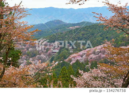 奈良・吉野の千本桜 奈良・吉野の千本桜 134276738