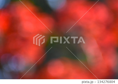 みずみずしいモミジの若芽による背景素材 134276804