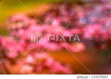 みずみずしいモミジの若芽による背景素材 134276807