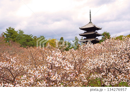 桜に包まれる五重塔 桜に包まれる五重塔 134276957