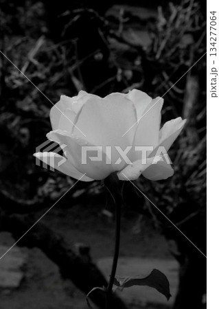 ばらの花を白黒の世界 134277064