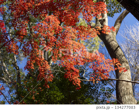 鮮やかに紅葉した五月山の楓 134277083