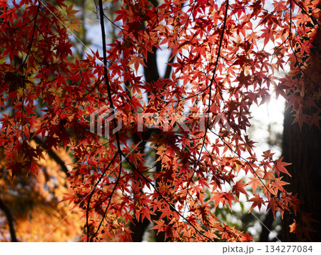鮮やかに紅葉した五月山の楓 134277084