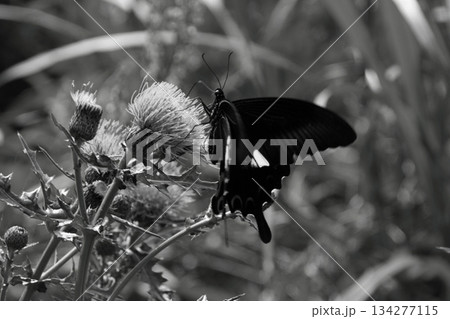 アザミの花にとまるアゲハチョウ アザミの花にとまるアゲハチョウ 134277115