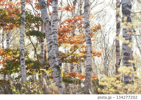 八千穂高原の白樺と紅葉 134277202