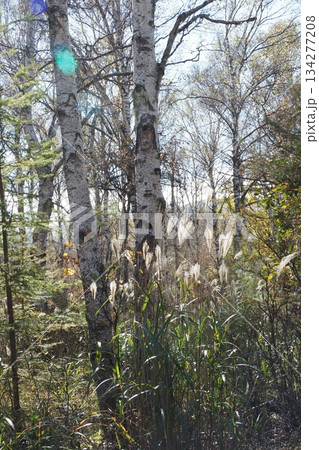 八千穂高原の白樺とススキ 134277208