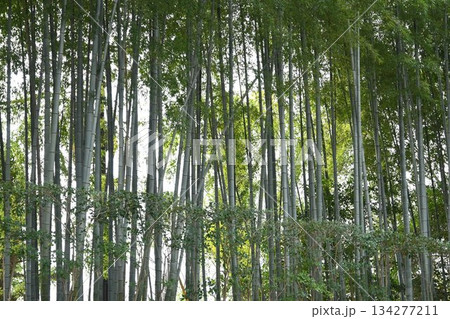 竹 134277211