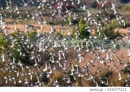 空を覆いつくすトモエガモの大群 134277222