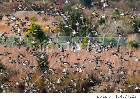 空を覆いつくすトモエガモの大群 空を覆いつくすトモエガモの大群 134277223