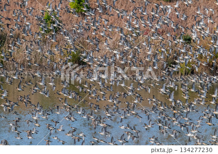 空を覆いつくすトモエガモの大群 134277230