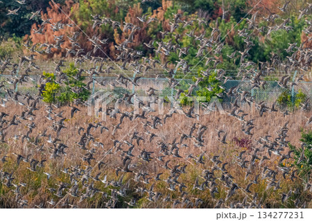 空を覆いつくすトモエガモの大群 134277231