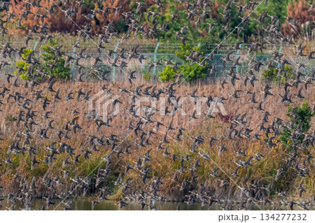 空を覆いつくすトモエガモの大群 134277232