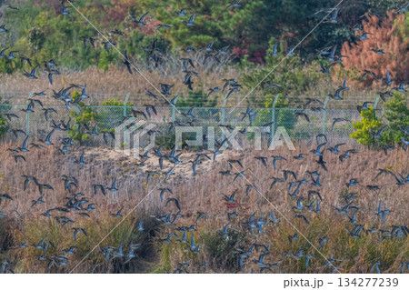 空を覆いつくすトモエガモの大群 134277239