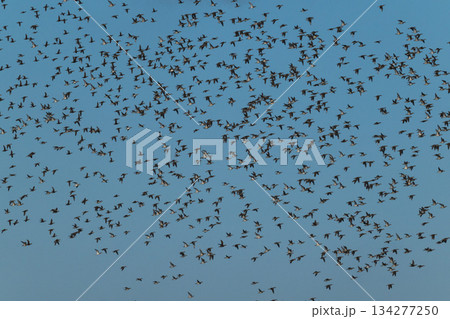 空を覆いつくすトモエガモの大群 134277250