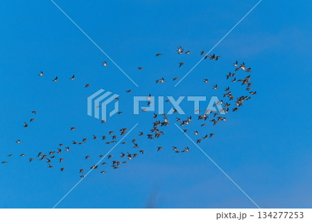 空を覆いつくすトモエガモの大群 空を覆いつくすトモエガモの大群 134277253