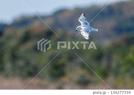 ズクロカモメ　日本沿岸に飛来する海鳥-絶滅危惧- 134277339