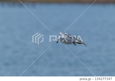 ズクロカモメ　日本沿岸に飛来する海鳥-絶滅危惧- 134277347