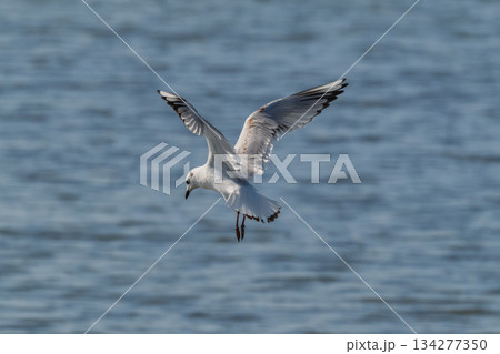 ズクロカモメ　日本沿岸に飛来する海鳥-絶滅危惧- 134277350