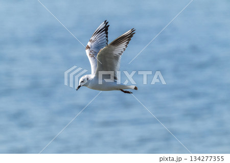 ズクロカモメ 日本沿岸に飛来する海鳥-絶滅危惧- ズクロカモメ 日本沿岸に飛来する海鳥-絶滅危惧- 134277355