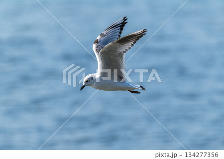 ズクロカモメ　日本沿岸に飛来する海鳥-絶滅危惧- 134277356