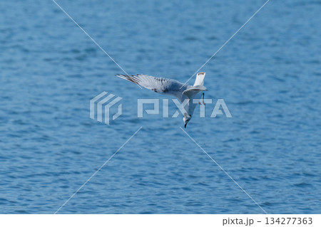 ズクロカモメ 日本沿岸に飛来する海鳥-絶滅危惧- ズクロカモメ 日本沿岸に飛来する海鳥-絶滅危惧- 134277363